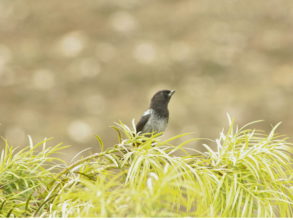 Gray-bellied Flowerpiercer - ML638003105