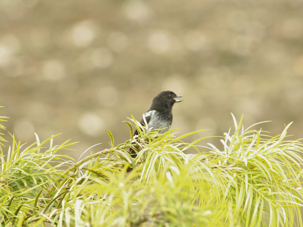 Gray-bellied Flowerpiercer - ML638003106