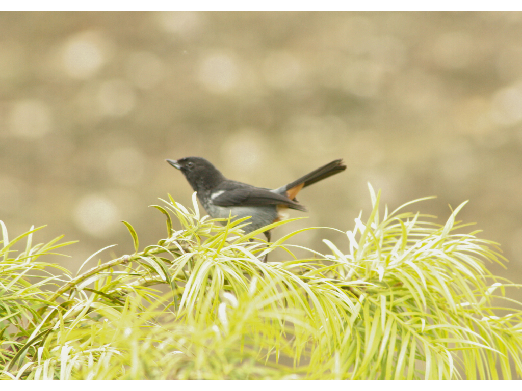 Gray-bellied Flowerpiercer - ML638003107