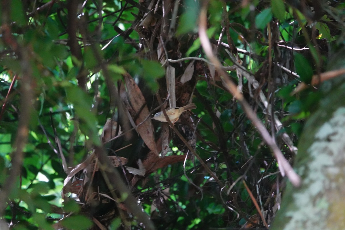 Morrison's Fulvetta - ML638003144