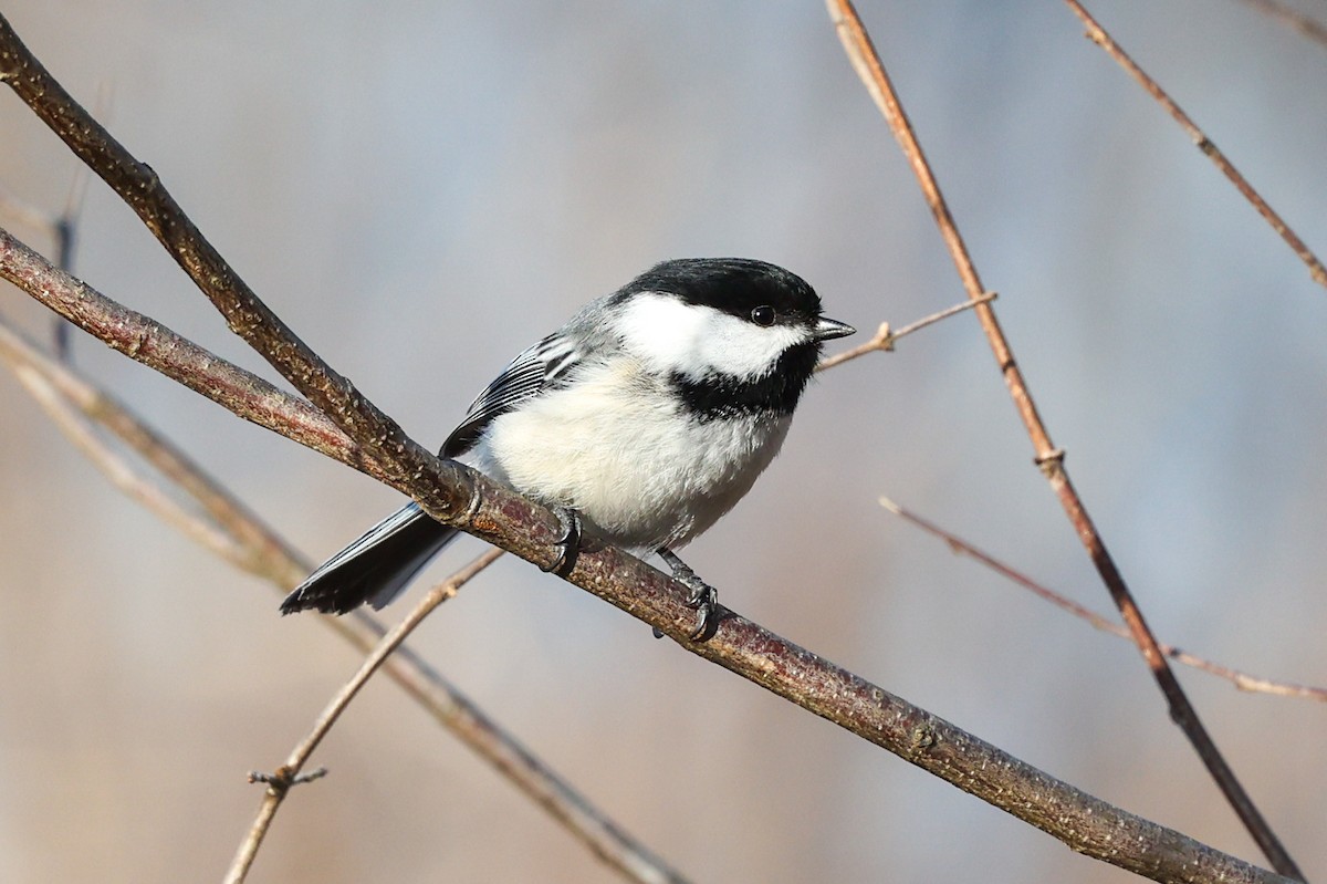 Mésange à tête noire - ML638003225