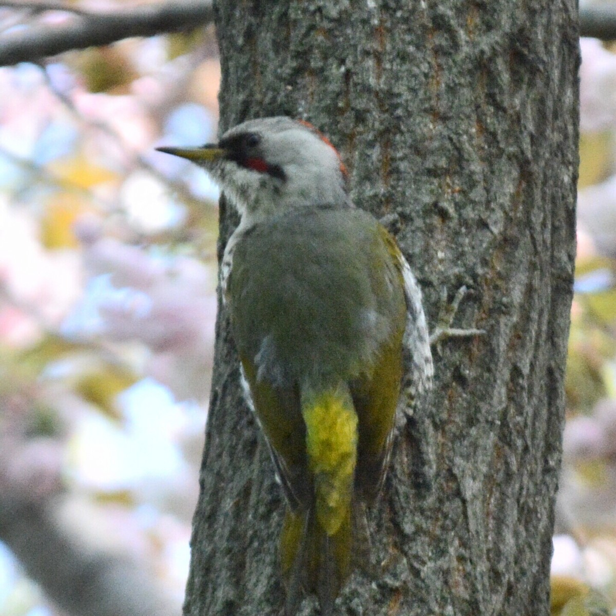 Japanese Woodpecker - ML638003226