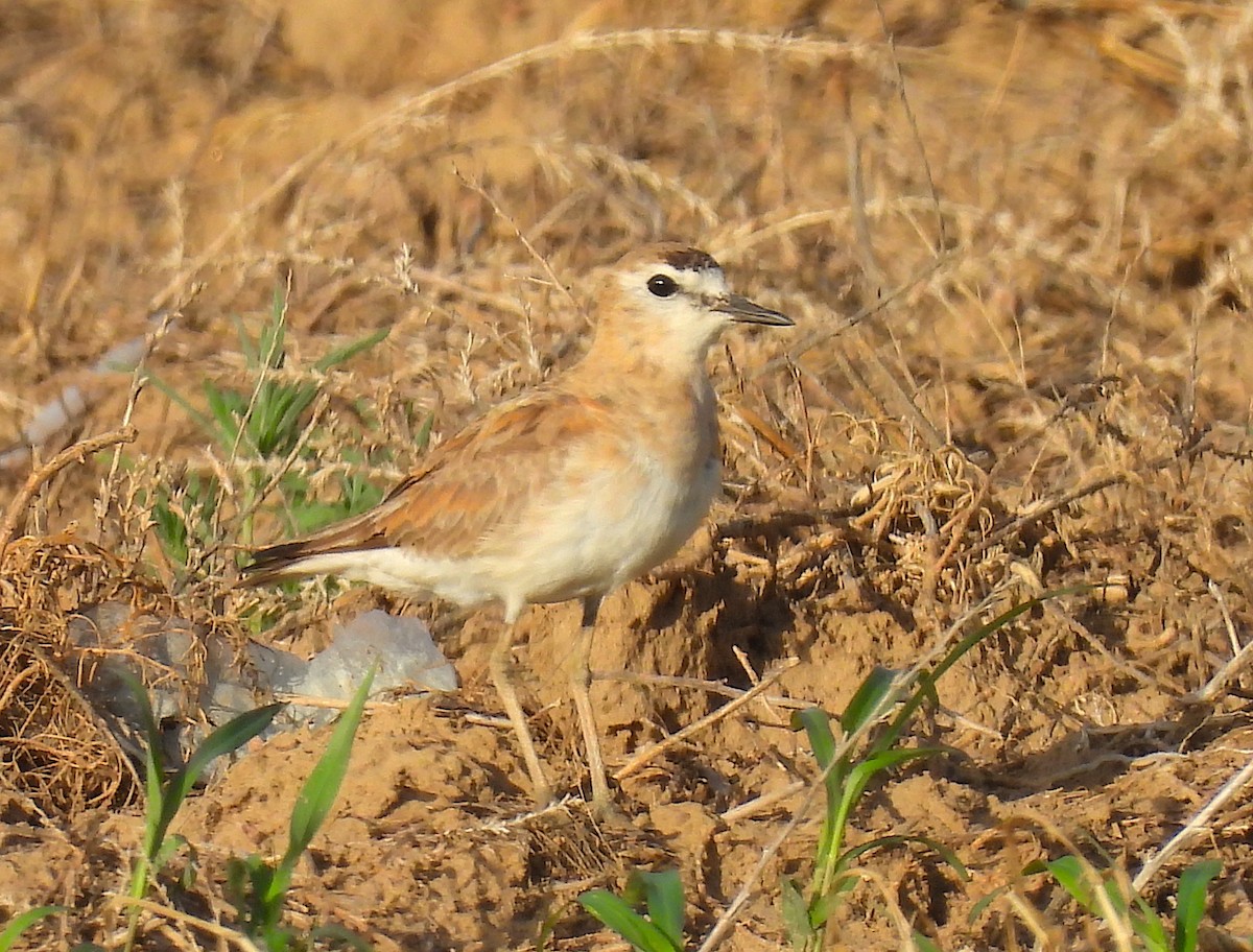 Mountain Plover - ML638003227