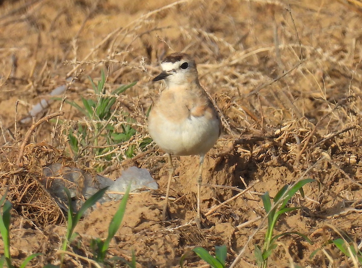 Mountain Plover - ML638003228