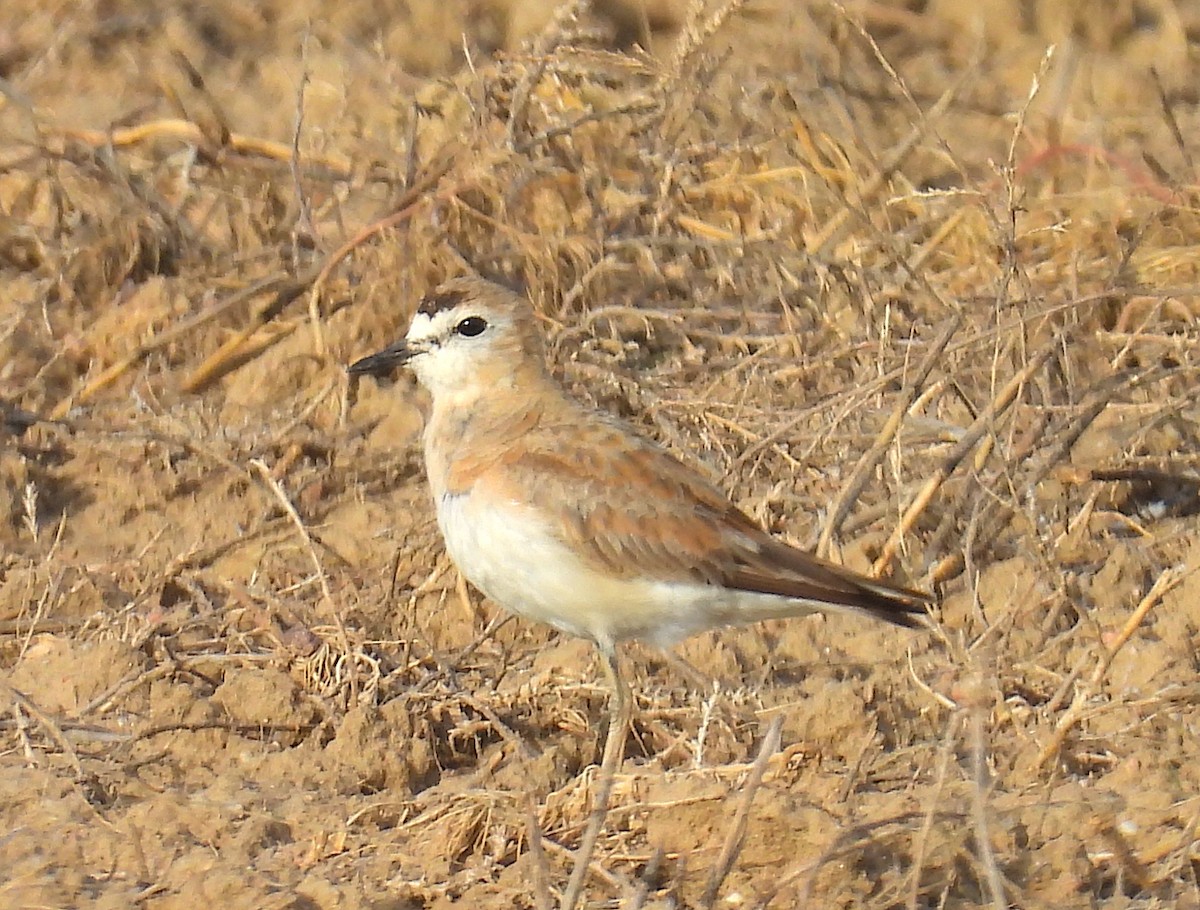 Mountain Plover - ML638003233