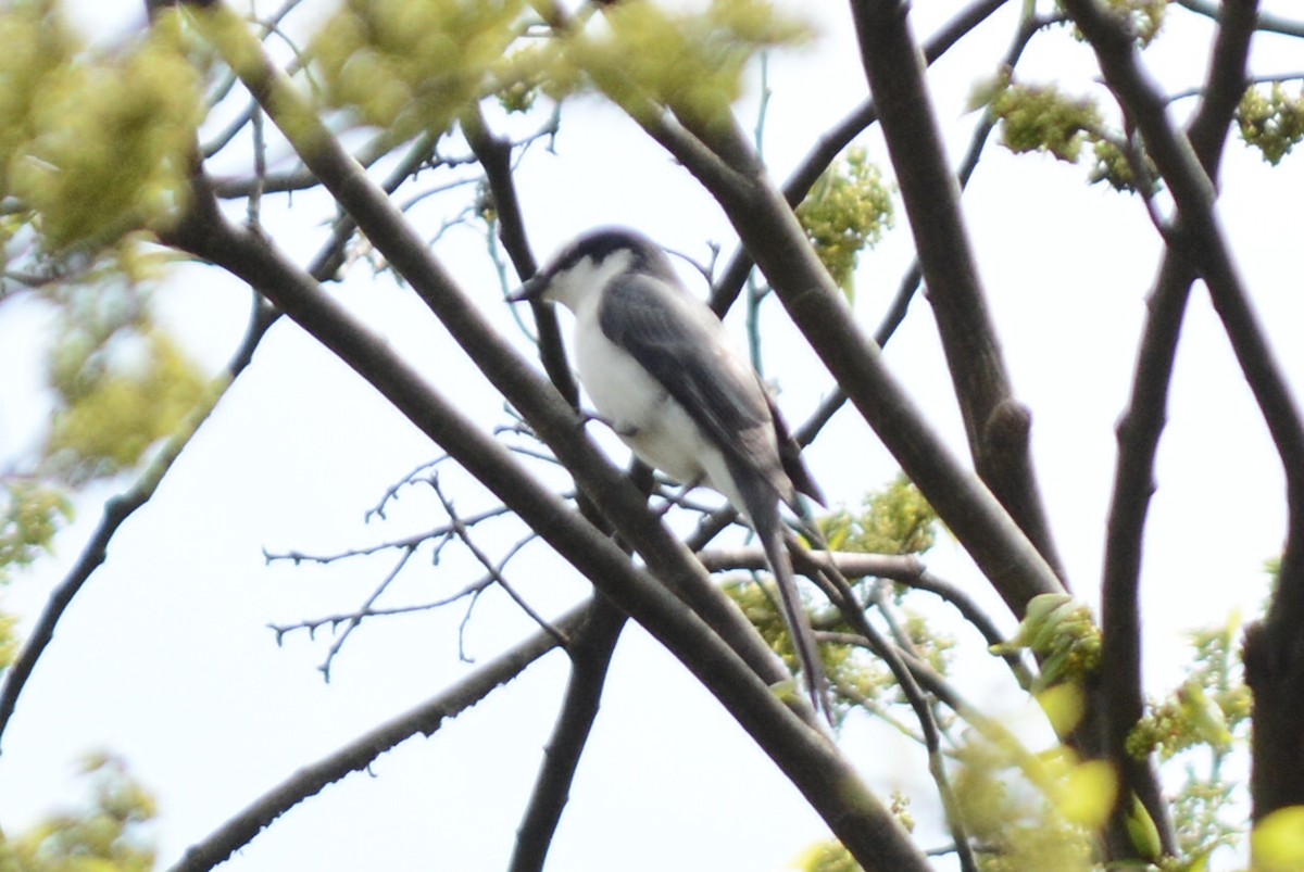 Ashy Minivet - ML638003237