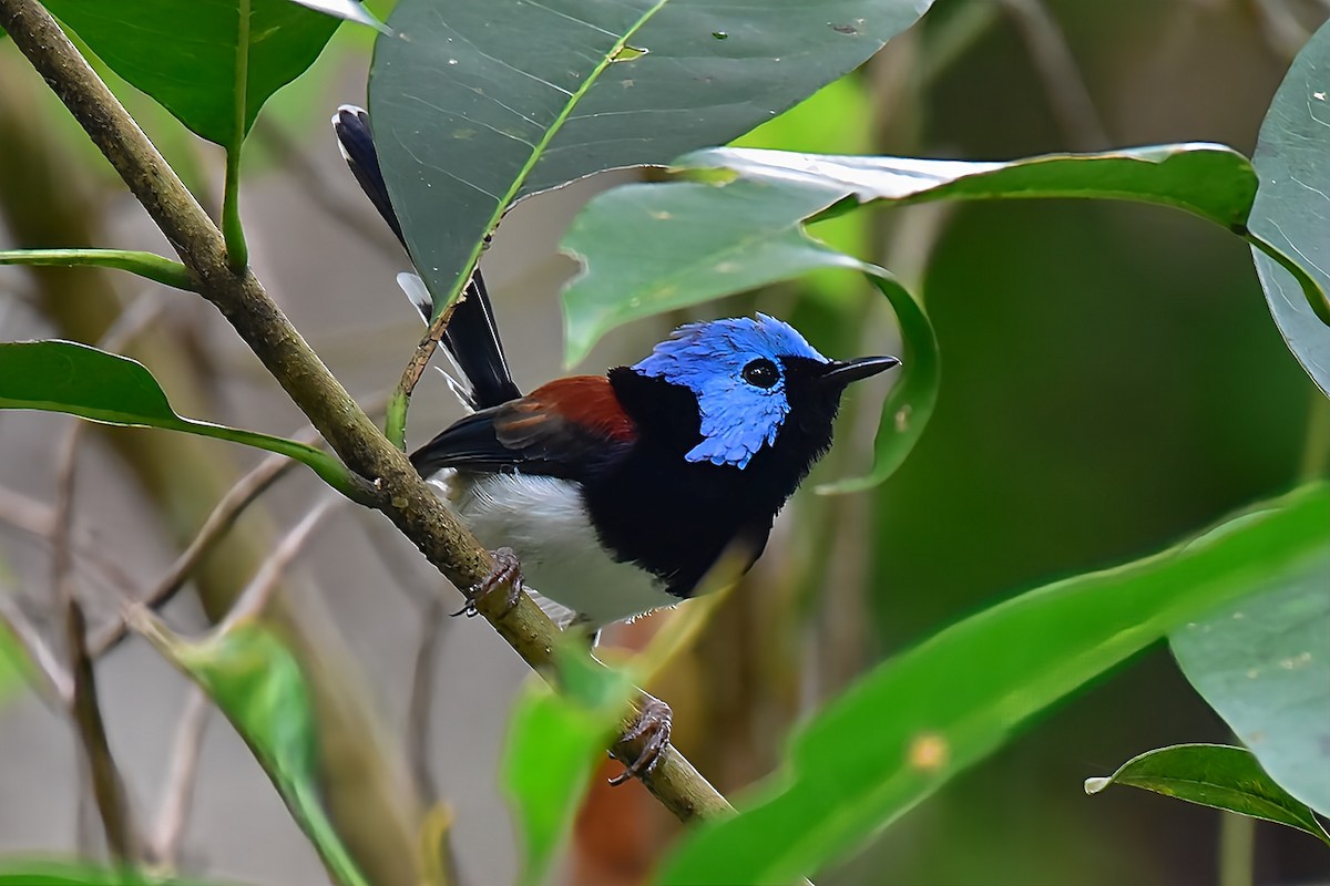Lovely Fairywren - ML638003373