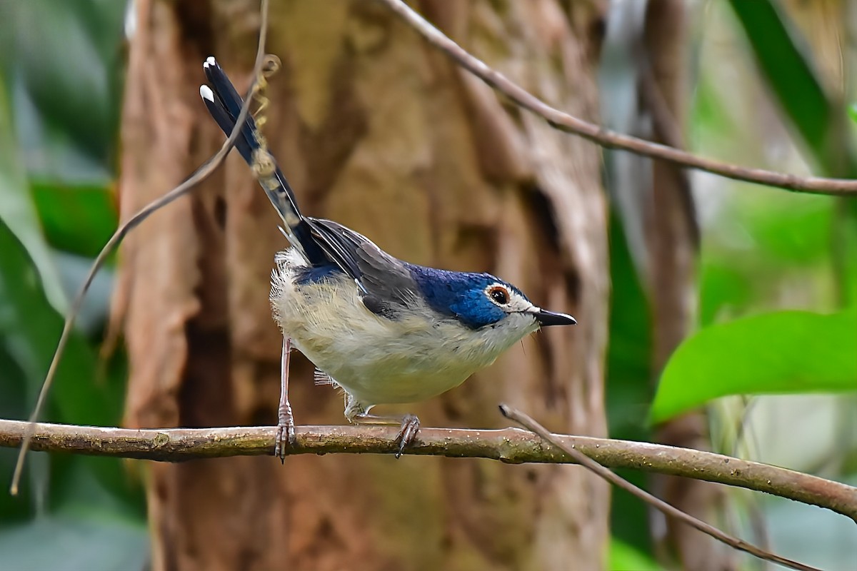 Lovely Fairywren - ML638003375