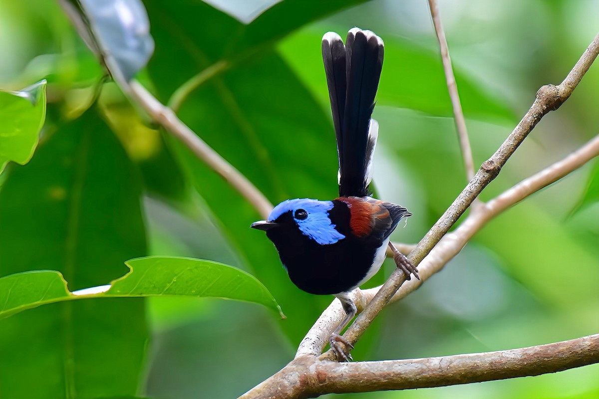 Lovely Fairywren - ML638003376