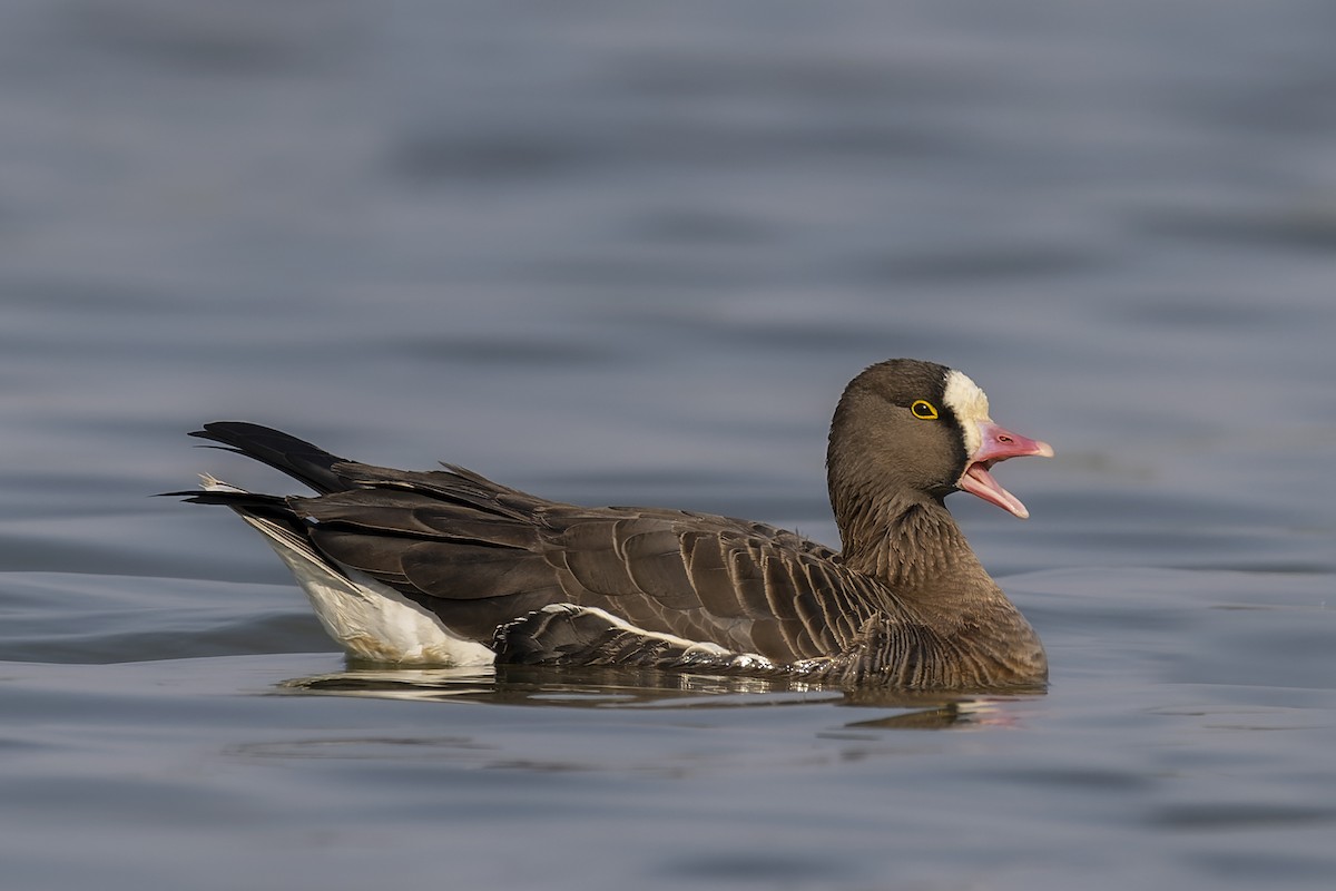 Lesser White-fronted Goose - ML638003398