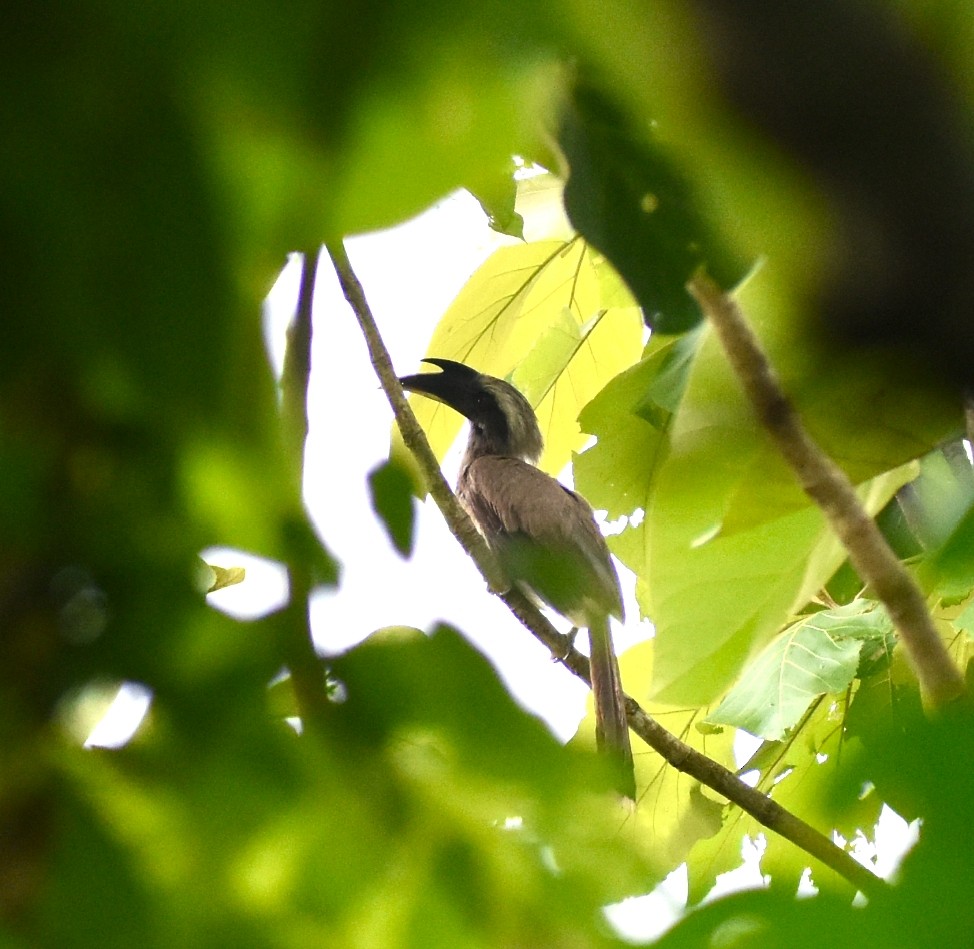 Indian Gray Hornbill - ML638003467