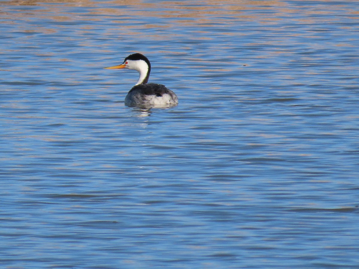Clark's Grebe - ML638003583