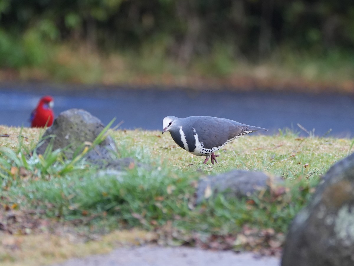 Wonga Pigeon - ML638003585