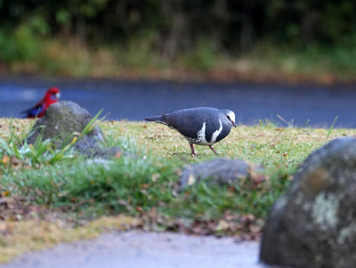 Wonga Pigeon - ML638003586
