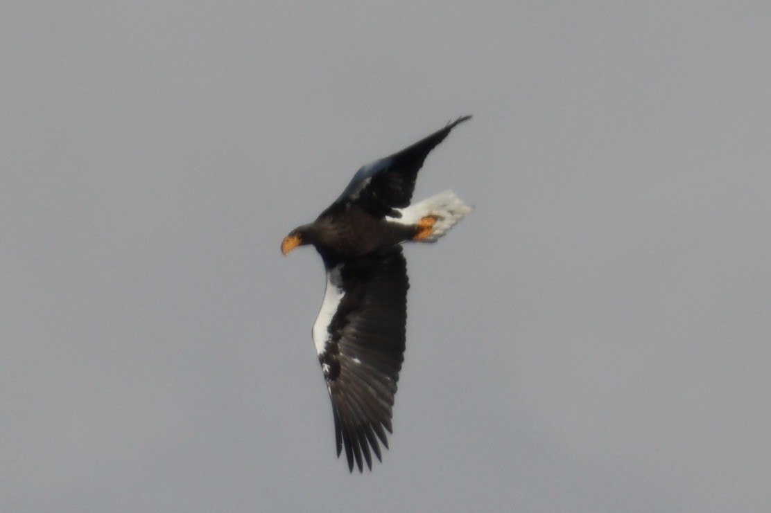 Steller's Sea-Eagle - ML638003635