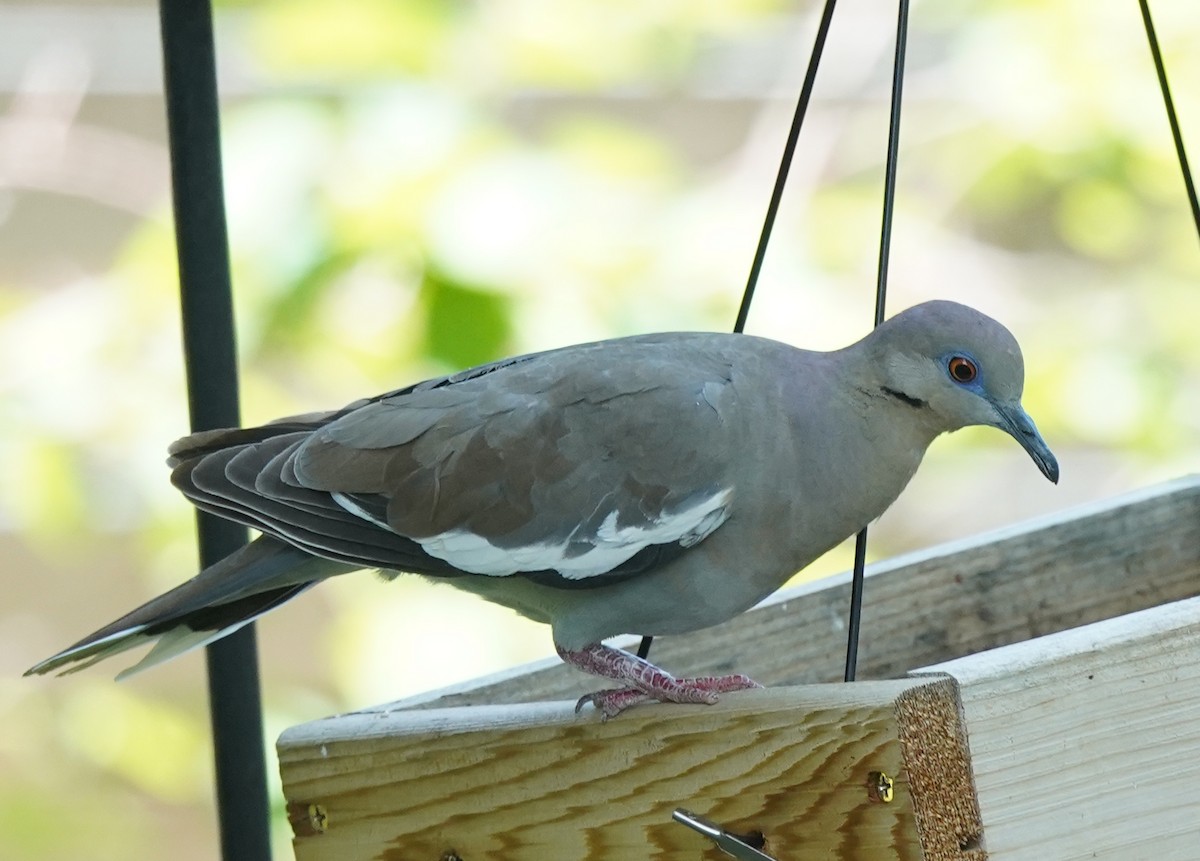 White-winged Dove - ML638003640
