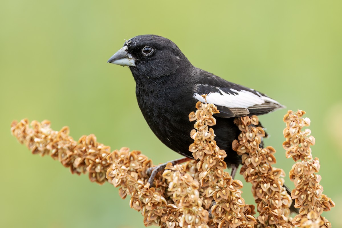 カタジロクロシトド - ML638003718