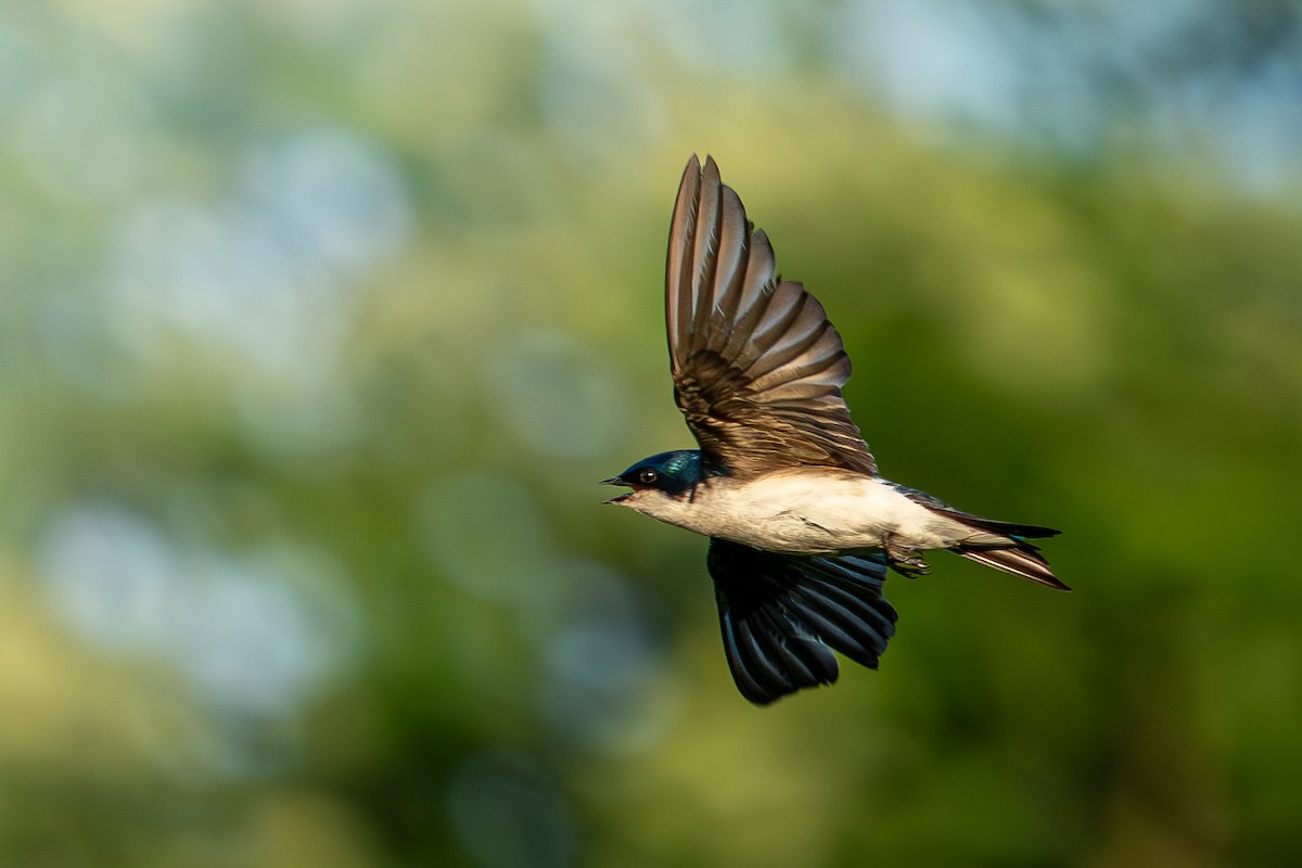 Tree Swallow - ML638003727