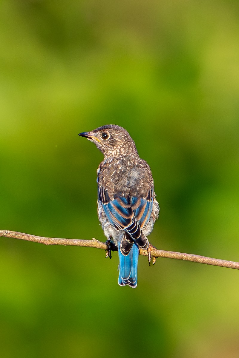 Eastern Bluebird - ML638003730