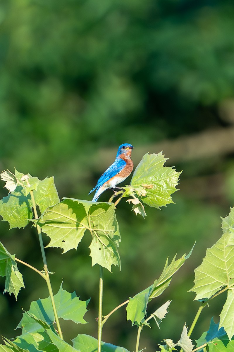 Eastern Bluebird - ML638003731