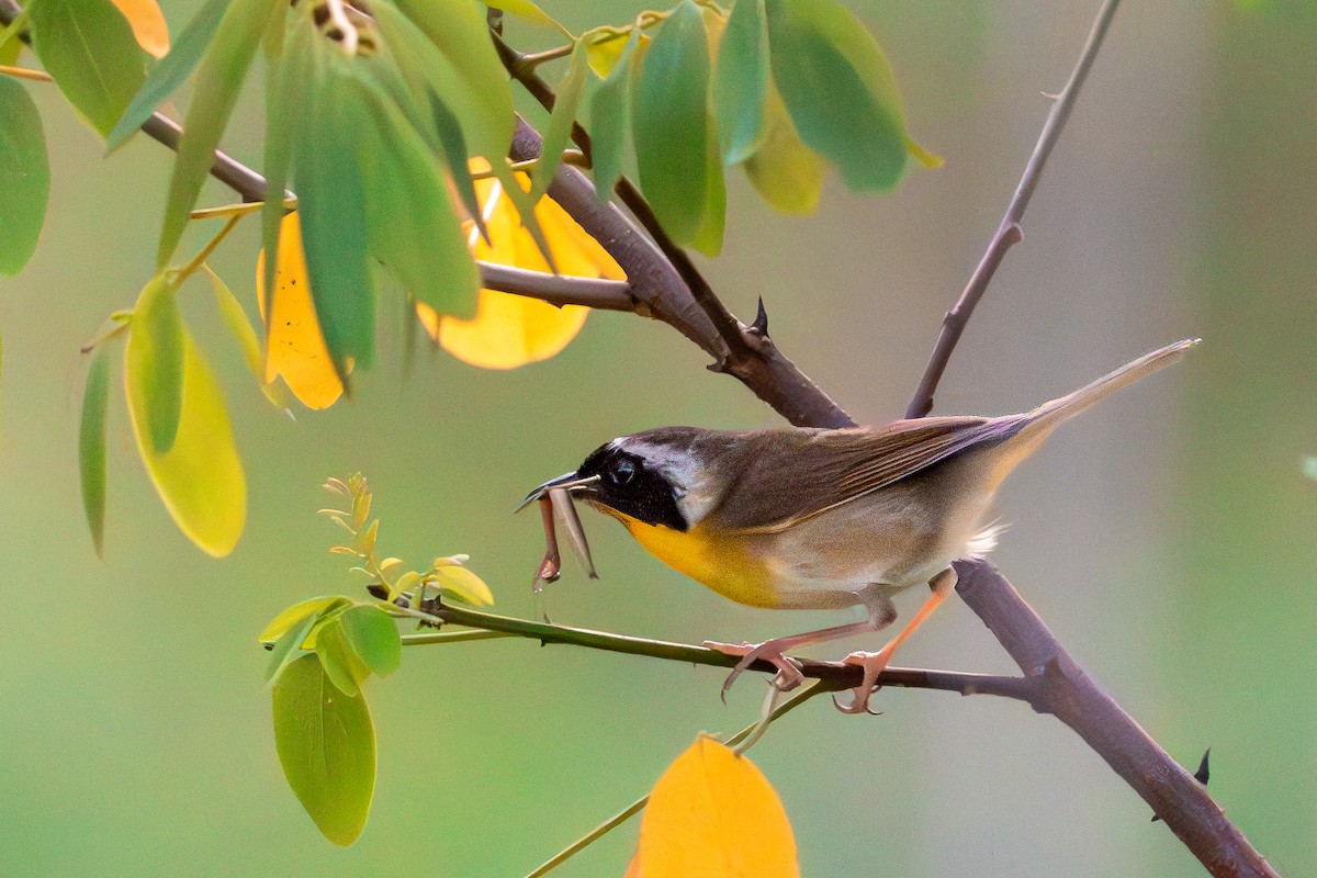 Common Yellowthroat - ML638003733
