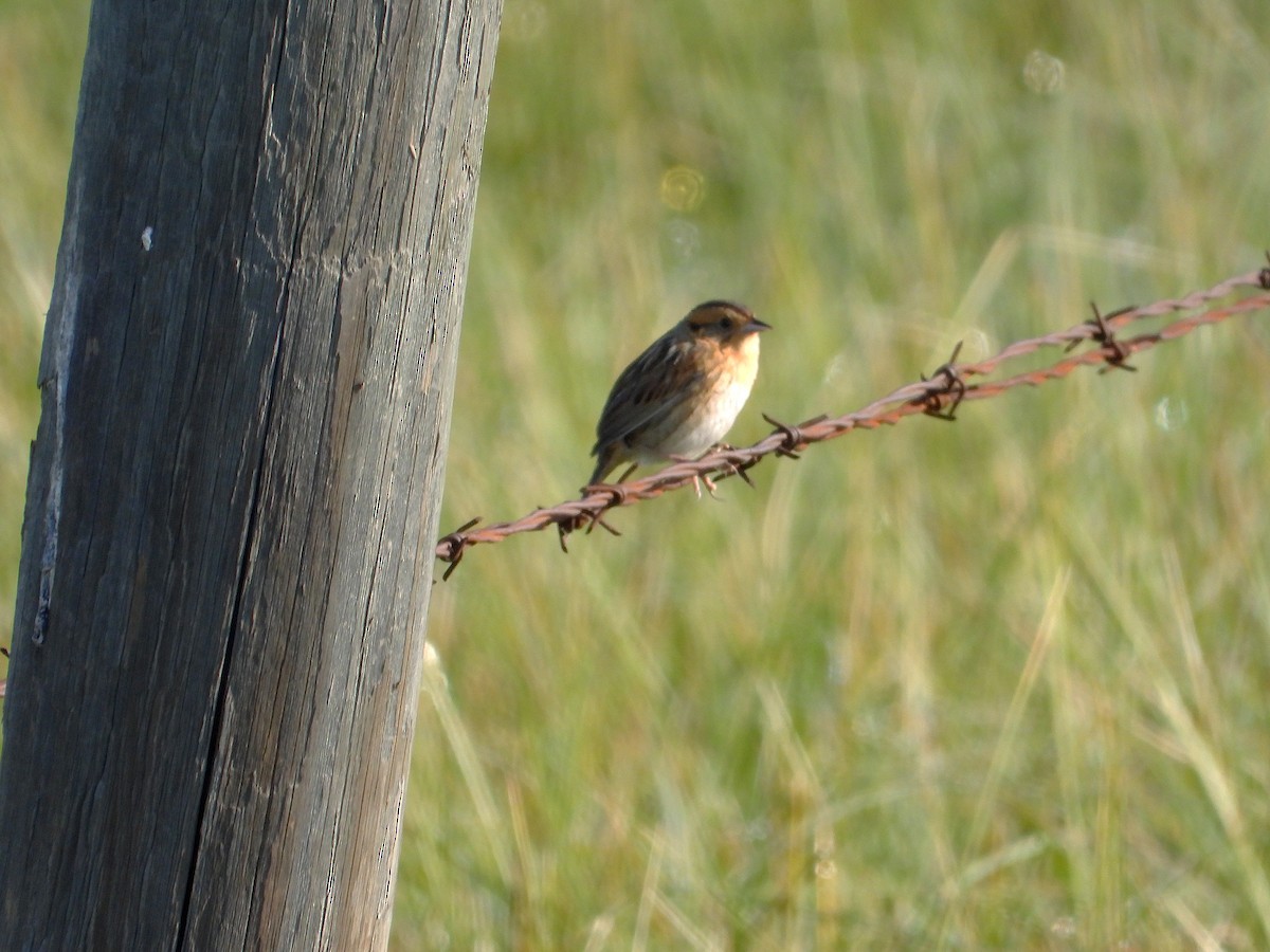 Nelson's Sparrow - ML638003762