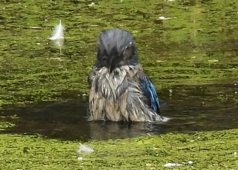 California Scrub-Jay - ML638003767