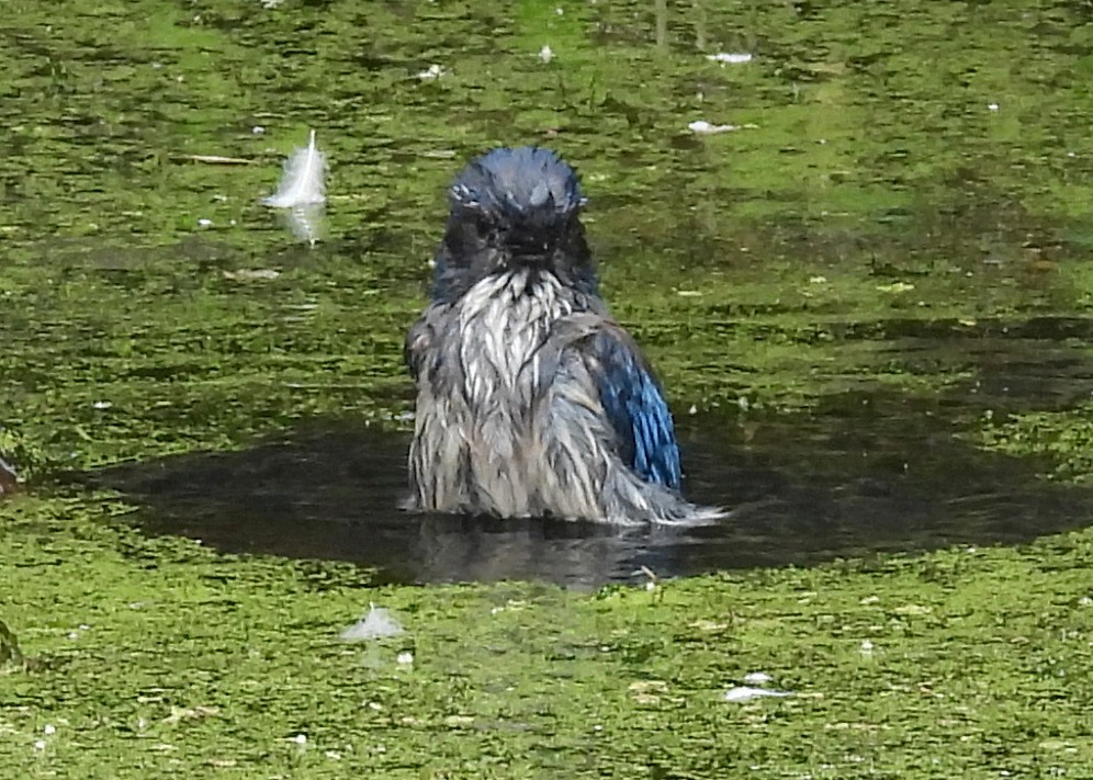 California Scrub-Jay - ML638003770