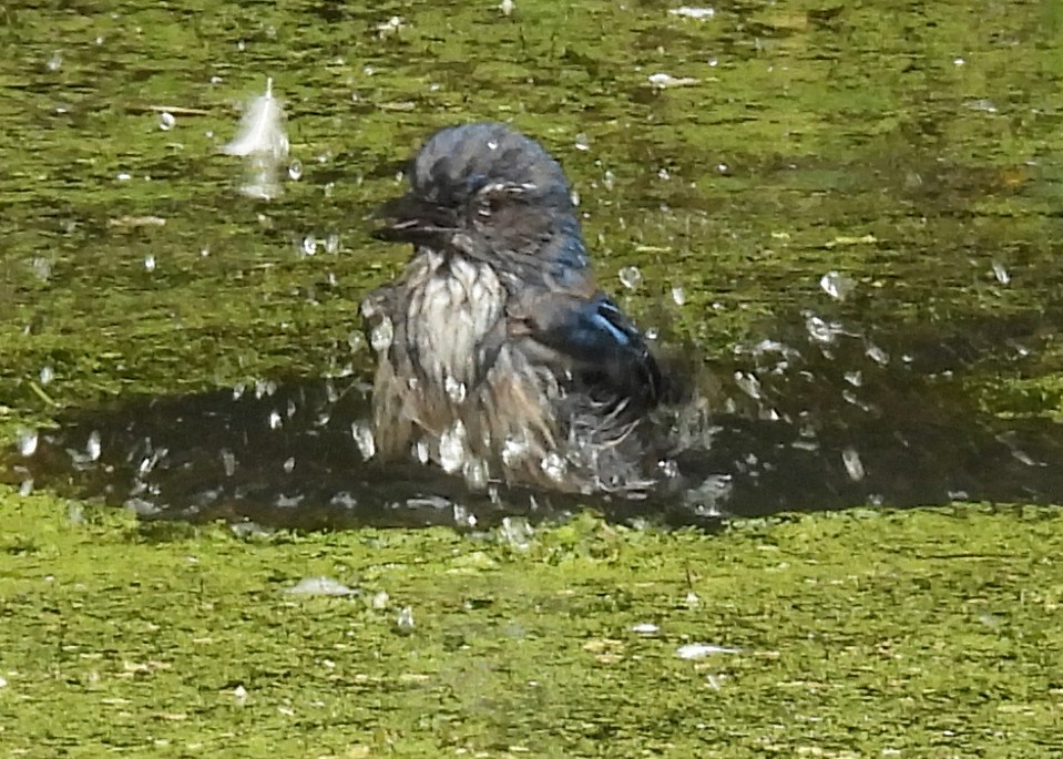 California Scrub-Jay - ML638003772