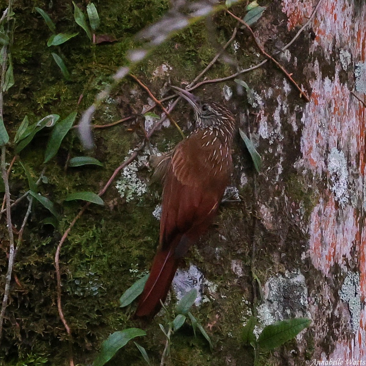 Streak-headed Woodcreeper - ML638003774