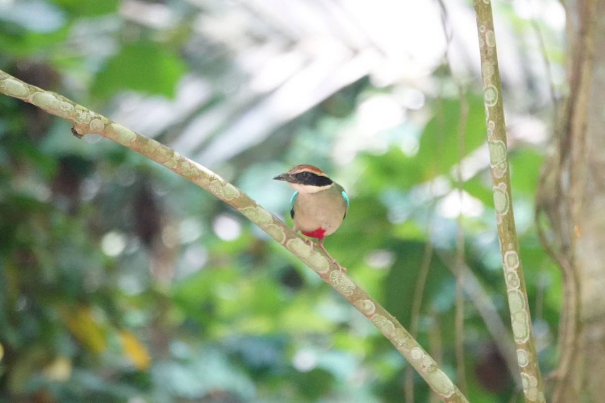 Fairy Pitta - ML638003781