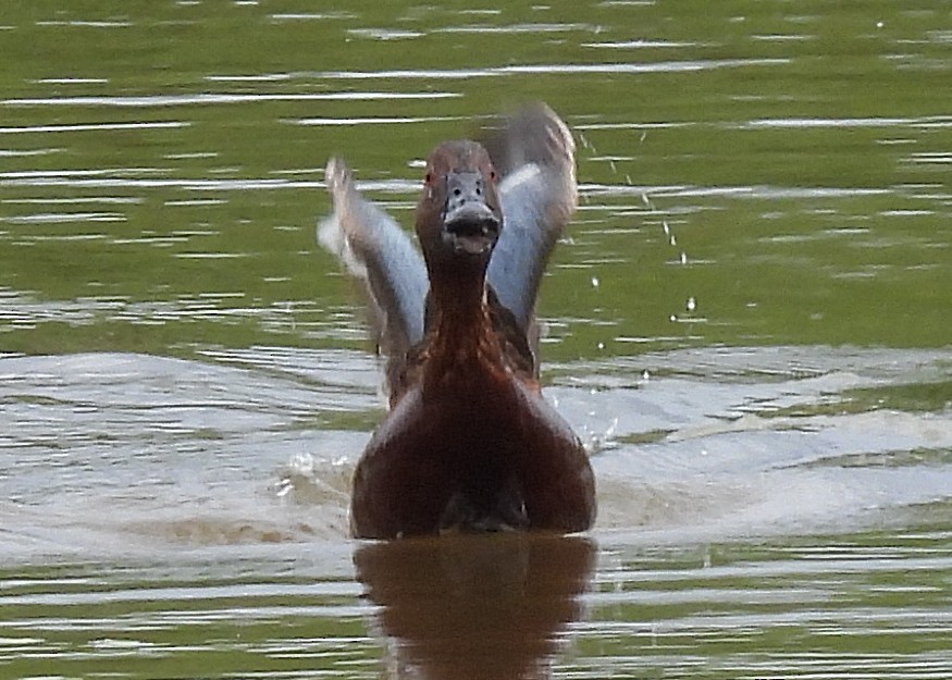 Cinnamon Teal - ML638003782