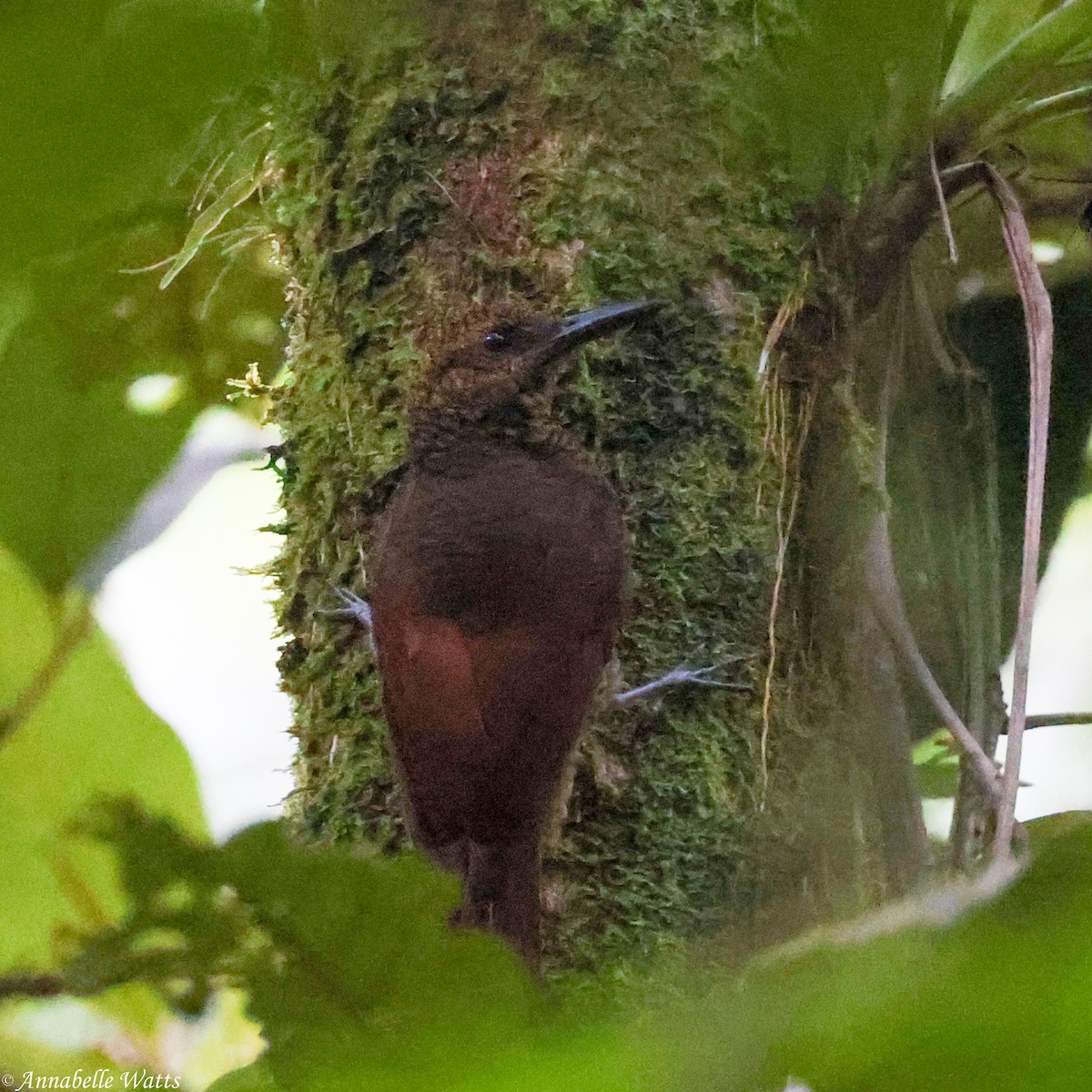 Northern Barred-Woodcreeper - ML638003798