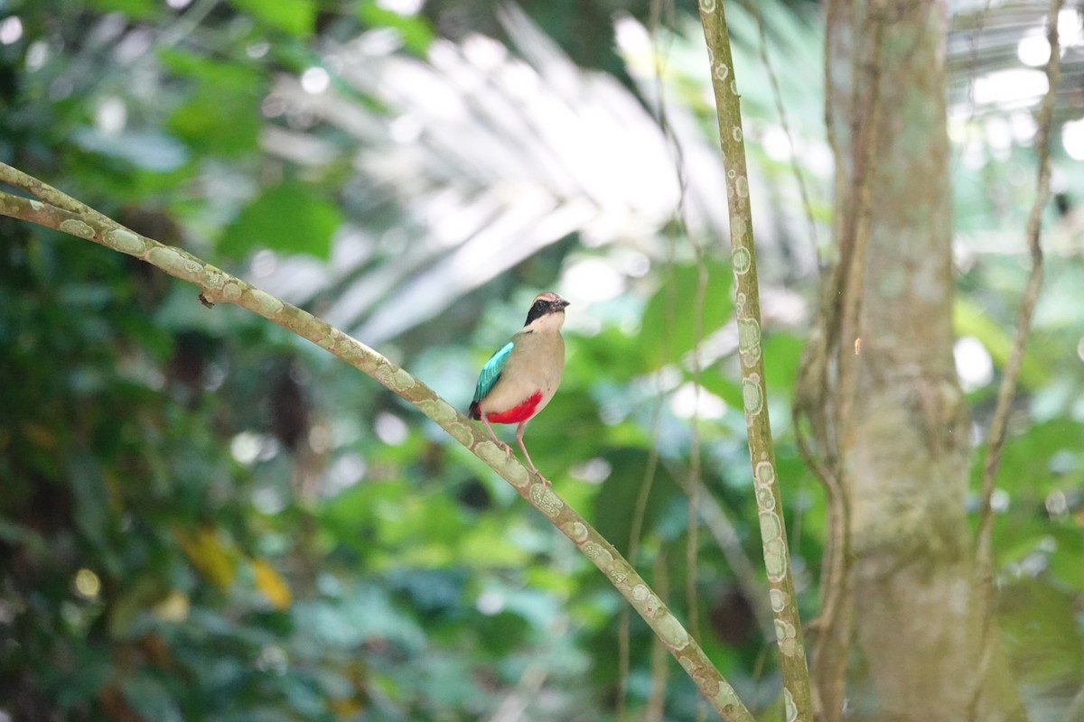 Fairy Pitta - ML638003805