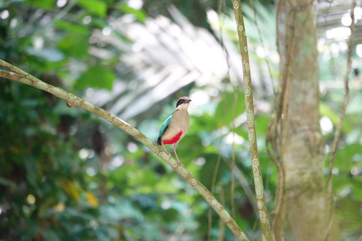 Fairy Pitta - ML638003815