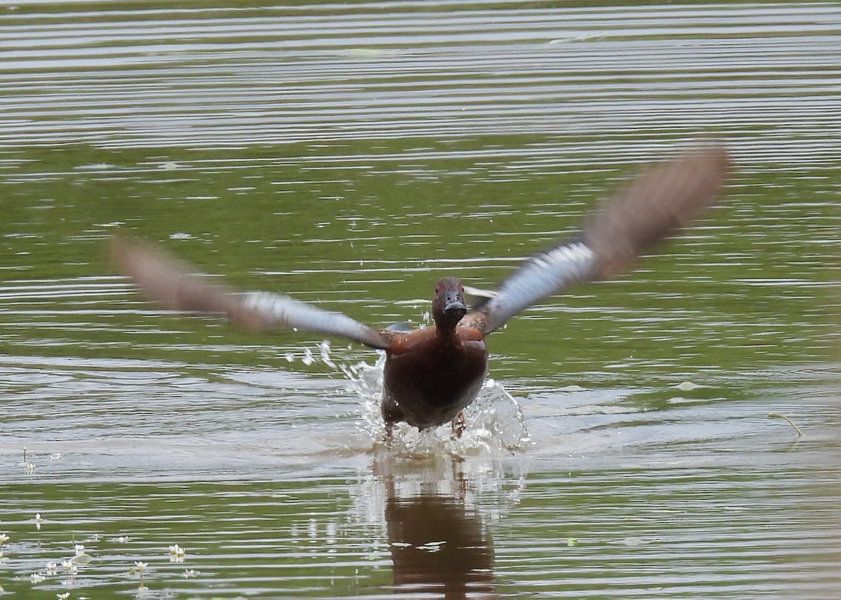 Cinnamon Teal - ML638003833