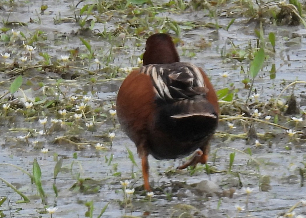 Cinnamon Teal - ML638003834