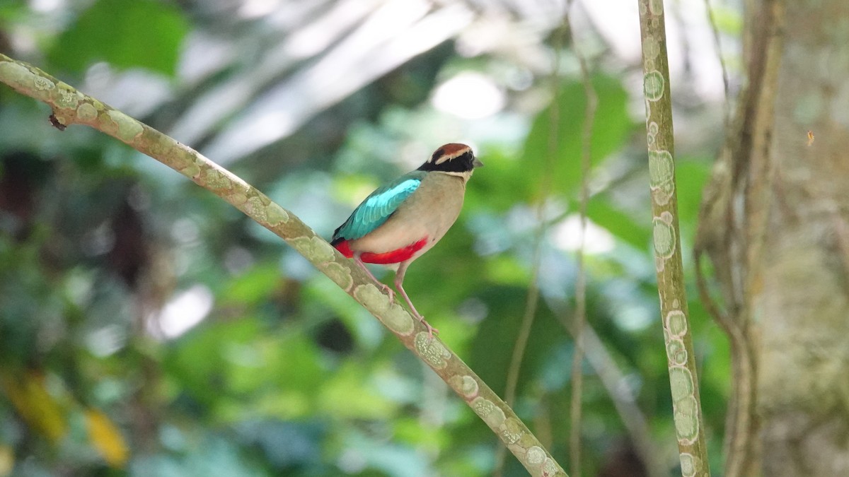 Fairy Pitta - ML638003842