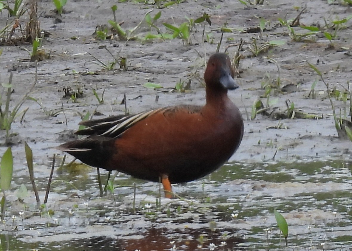 Cinnamon Teal - ML638003846