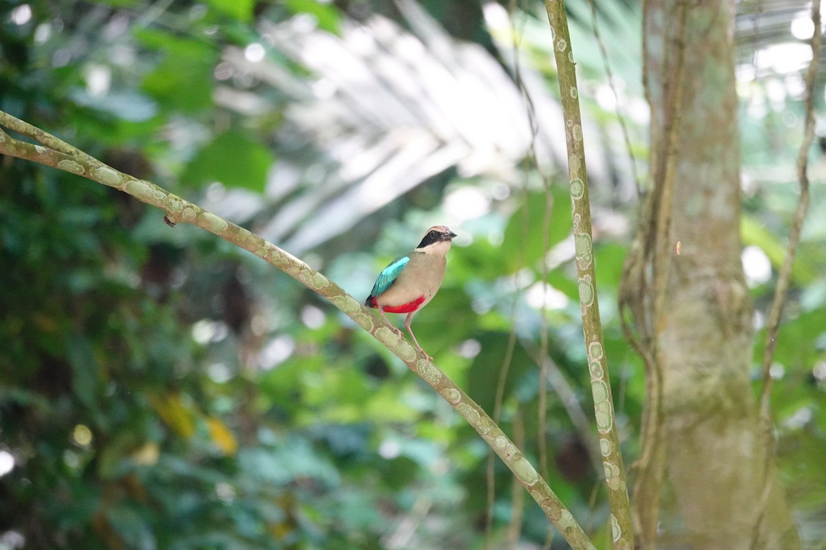Fairy Pitta - ML638003847