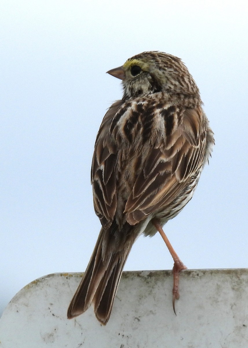 Bruant des prés - ML638003866