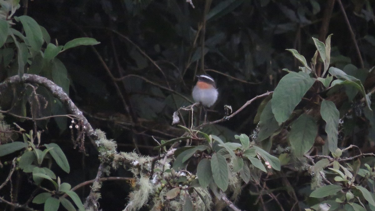 Rufous-breasted Chat-Tyrant - ML638003903