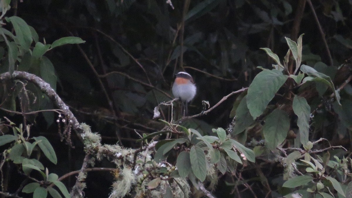 Rufous-breasted Chat-Tyrant - ML638003904