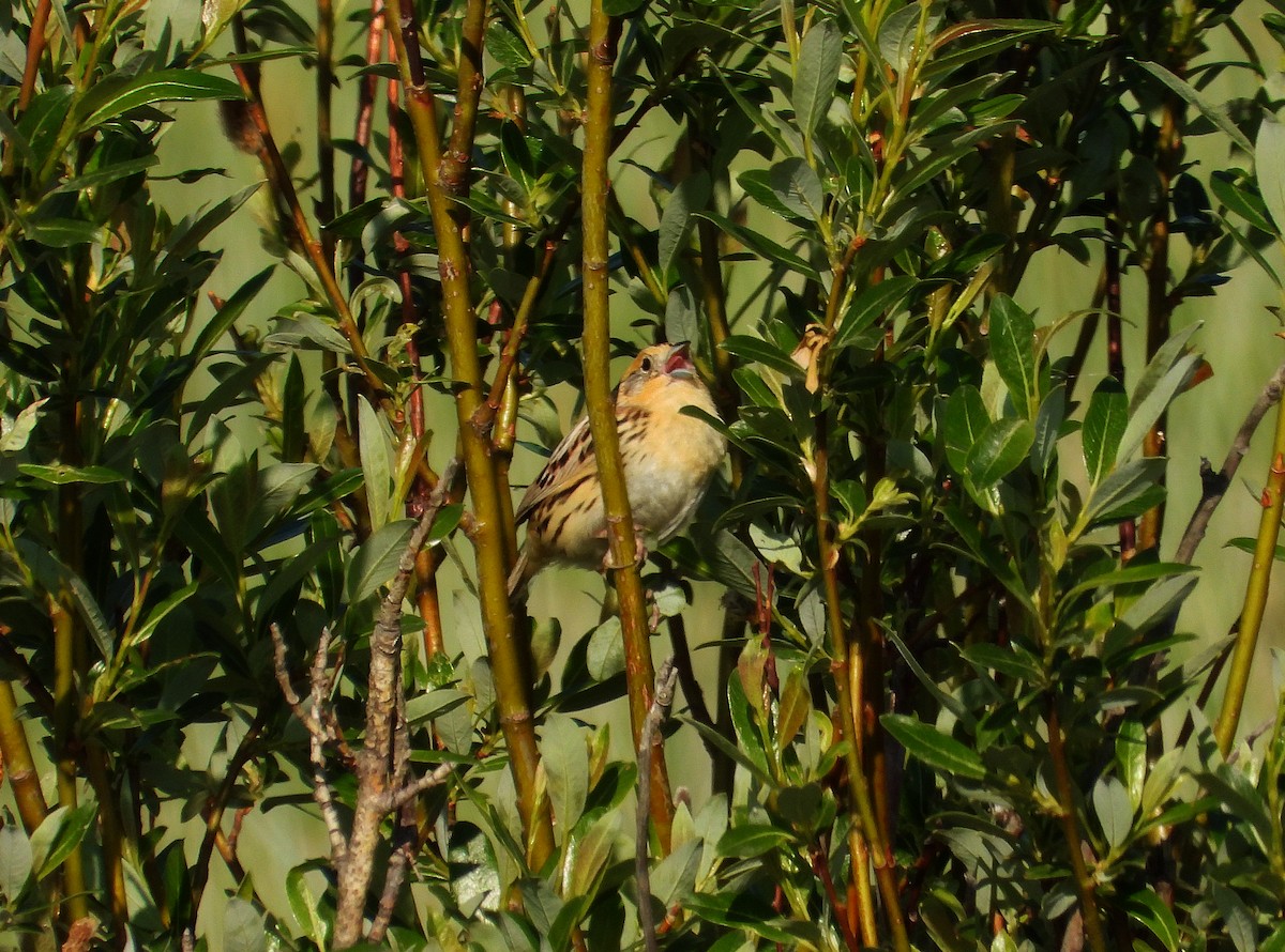 LeConte's Sparrow - ML638003936