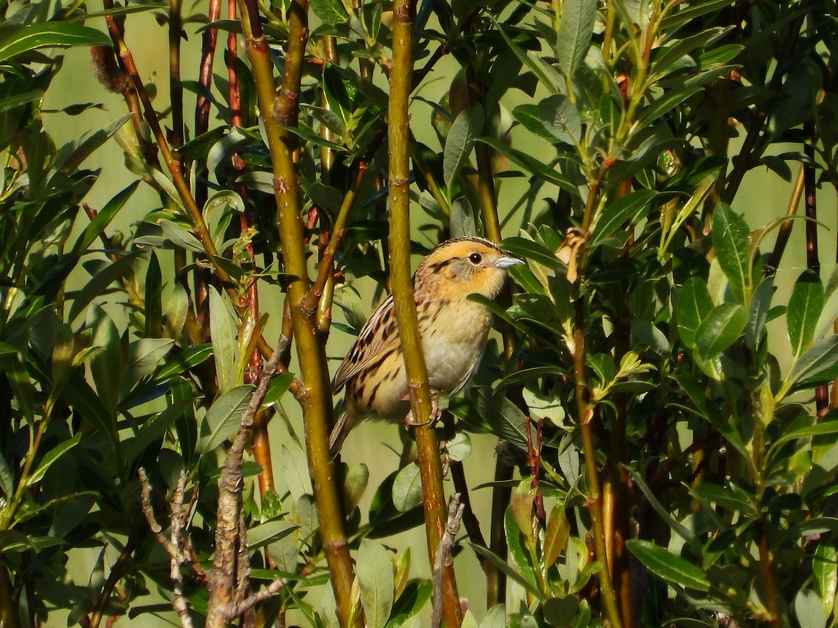 LeConte's Sparrow - ML638003941