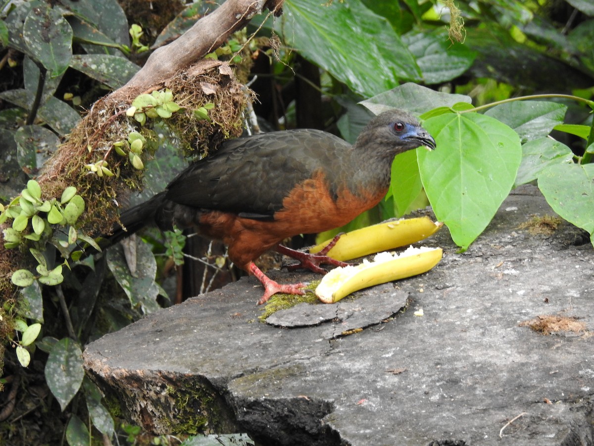 Sickle-winged Guan - ML638003973