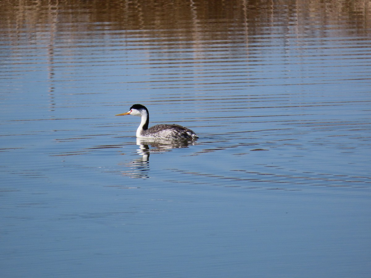 Clark's Grebe - ML638003990
