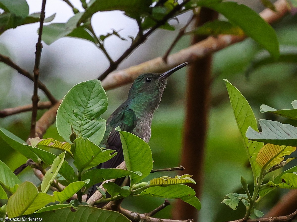 Scaly-breasted Hummingbird - ML638004007