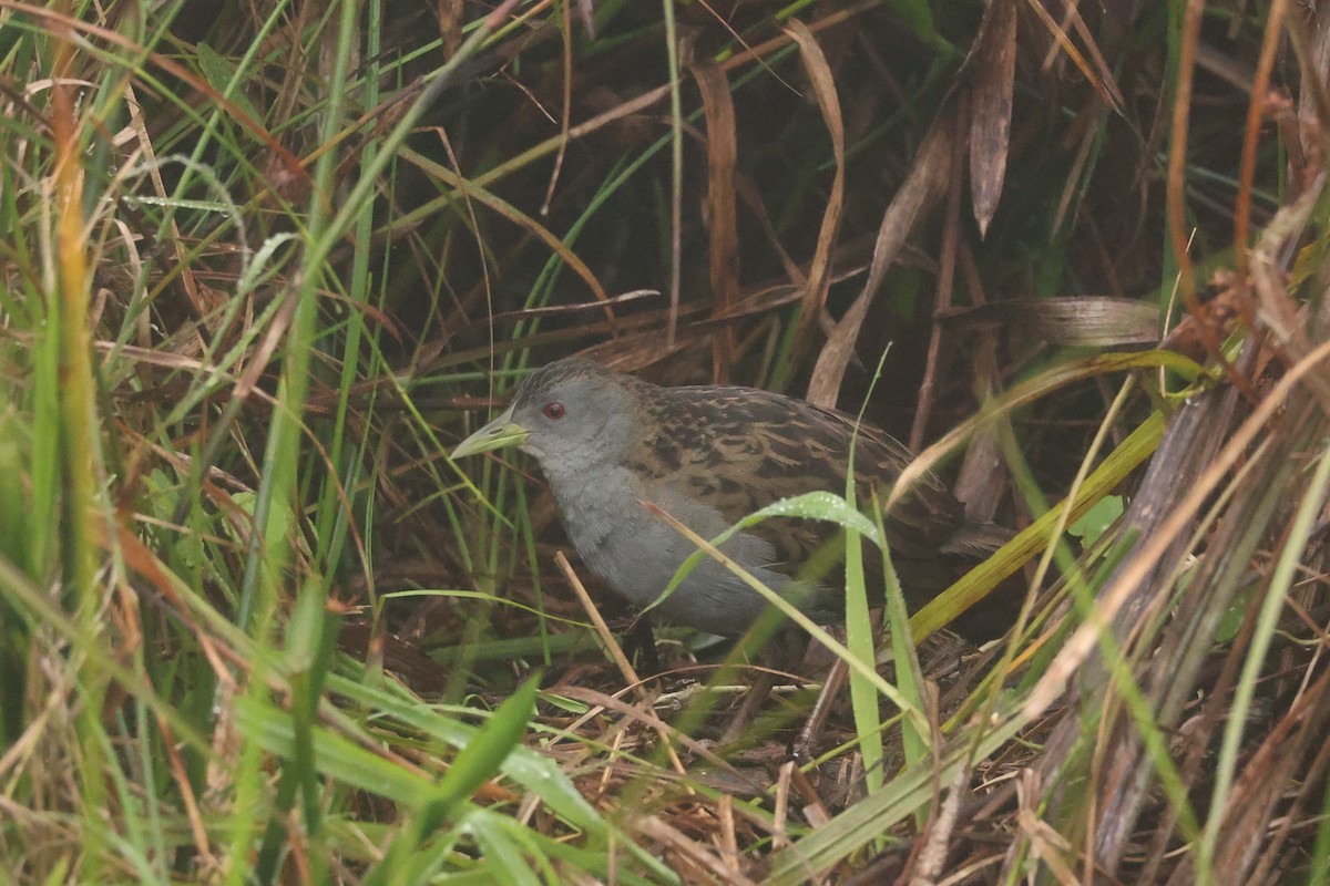 Ash-throated Crake - ML638004020