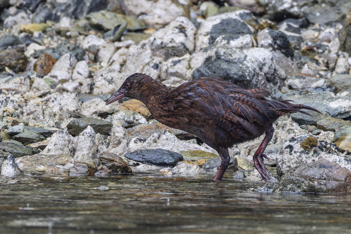 Weka - ML638004030